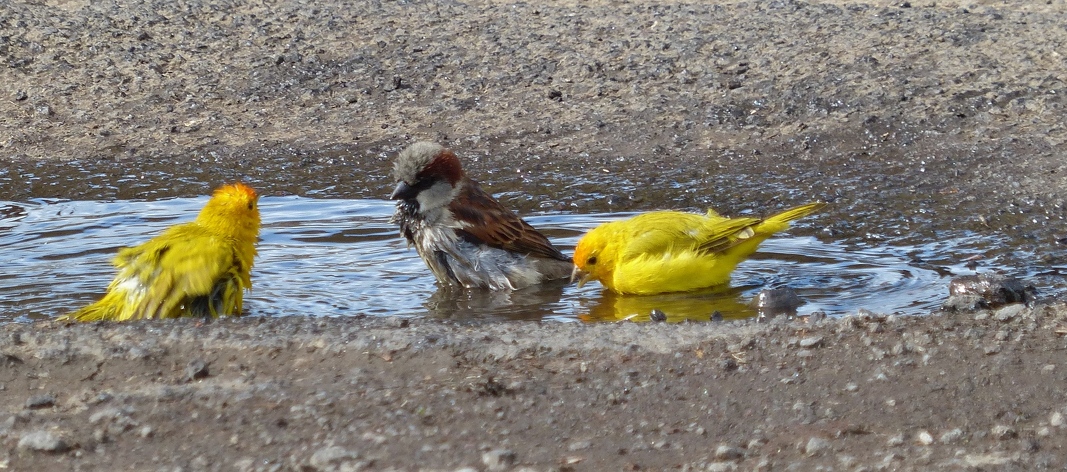 Saffron Finches and House Sparrow